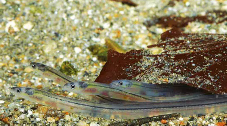 Glasaale Die Familie der Salmonidae Die Familie der Lachsartigen umfasst sehr - фото 94