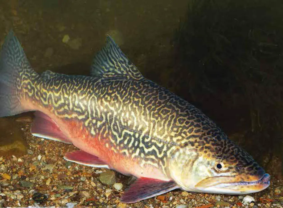 Der Tigerfisch ist eine Kreuzung zwischen Bachforelle und Bachsaibling - фото 118