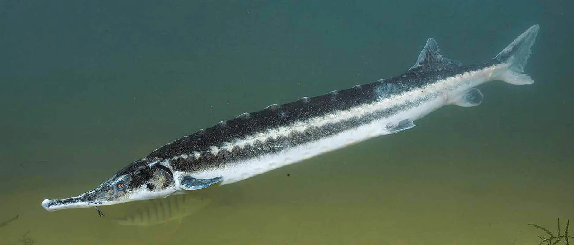 Sternhausen Familie Störe Acipenseridae Sternhausen Acipenser stellatus - фото 82