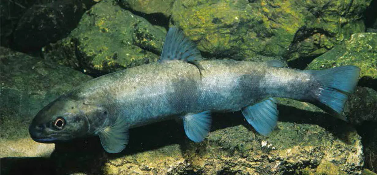 Lokale Farbvariante eines Bachforellenstammes aus der Wilden Gerlos - фото 112