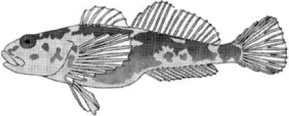 Fische Die Fa - фото 61