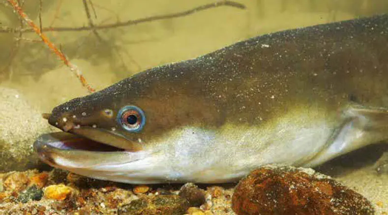 Gelbaal Glasaale Die Familie der Salmonidae - фото 93
