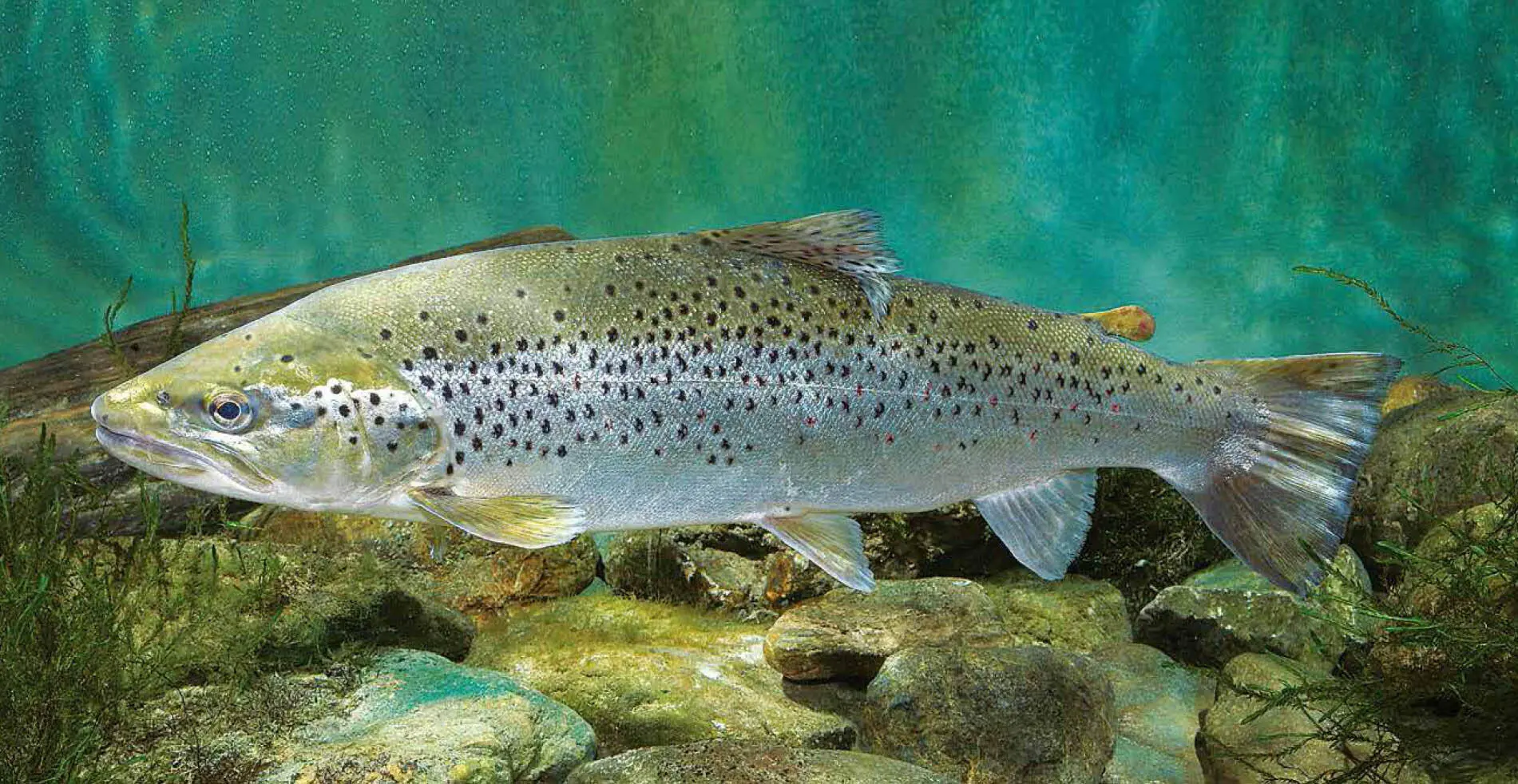 Seeforelle Familie Lachsartige Salmonidae Seeforelle Salmo trutta forma - фото 119