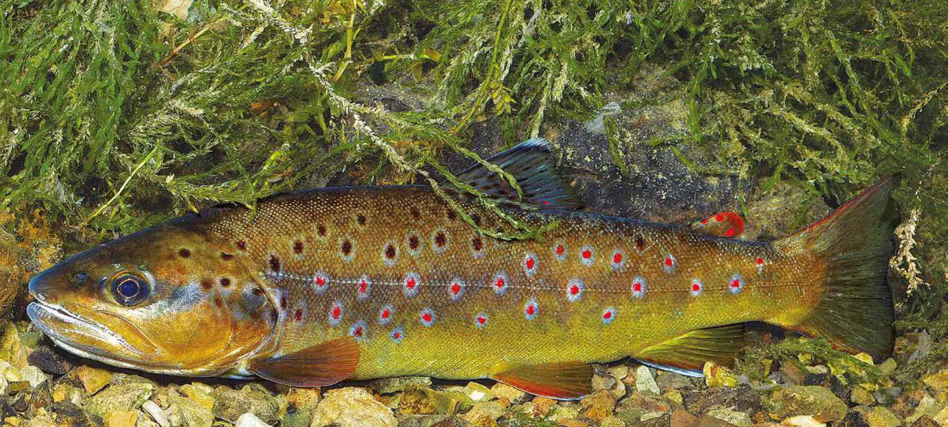 Bachforelle Familie Lachsartige Salmonidae Bachforelle Salmo trutta forma - фото 110