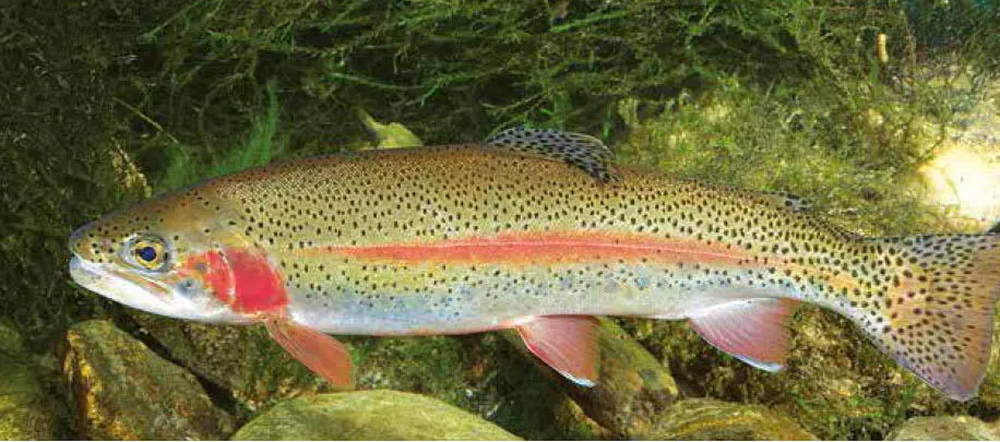 Zahlreiche schwarze Tupfen Regenbogenforelle aus der Mur 1jährige - фото 106