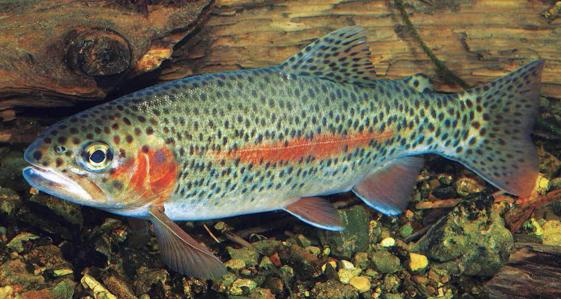 Regenbogenforelle Familie Lachsartige Salmonidae Regenbogenforelle - фото 104