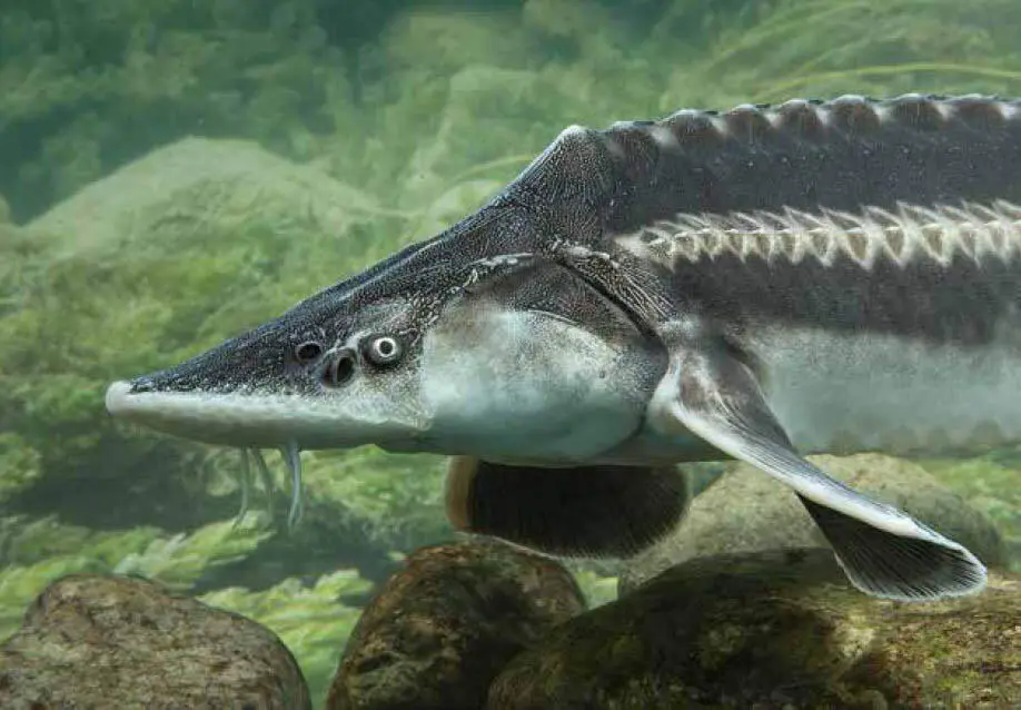 Kopfportrait Gut erkennbar ist das erste hohe Rückenschild BiologieDer - фото 87