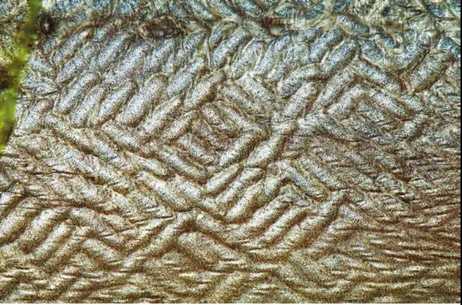 Die Schuppen liegen unter einer dicken Schleimschicht - фото 91