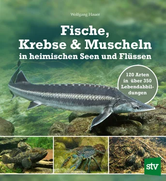 Wolfgang Hauer Fische, Krebse & Muscheln in heimischen Seen und Flüssen обложка книги