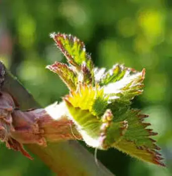 Brombeere Hainbuchenknospenantiallergisch bei akuten Entzündungen der - фото 51