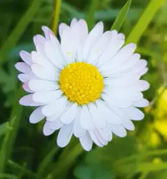 Gänseblümchen Gänseblümchen lat Bellis perennis InhaltsstoffeSaponine - фото 89