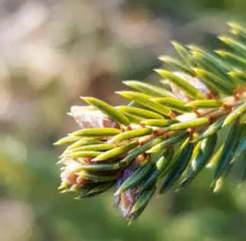 Fichte Brombeere Hainbuchenknospenantiallergisch bei akuten Entzündungen der - фото 50
