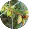 Meine Grüne Hausapotheke - изображение 29