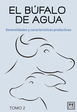 Luis Alberto de la Cruz Cruz El búfalo de agua. Tomo 2 обложка книги