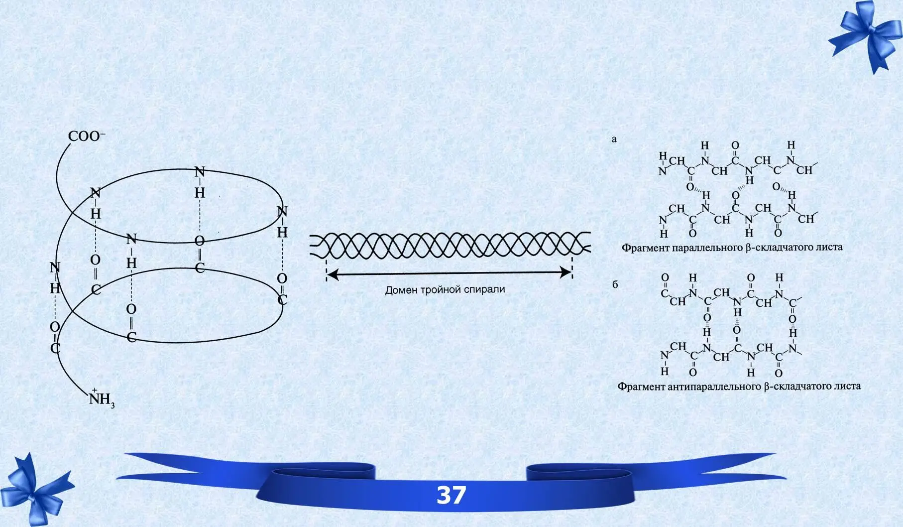 VII Третичная структура белков ТРЕТИЧНАЯ СТРУКТУРА пространственная - фото 26