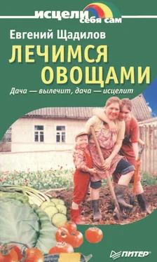 Евгений Щадилов Лечимся овощами. Дача — вылечит, дача — исцелит обложка книги