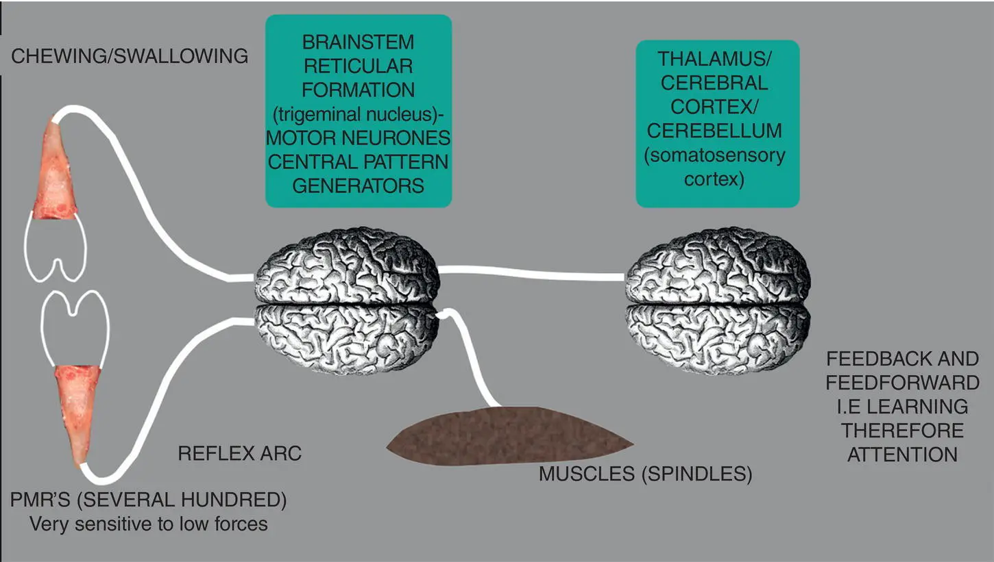 Figure 21 Signal pathways PDMR afferent neurons are triggered sensory and - фото 4