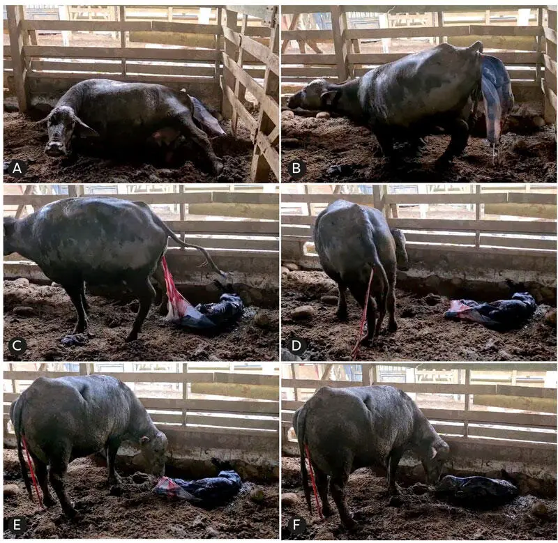 AD Después de la fase de dilatación ocurre el proceso de expulsión del feto - фото 46