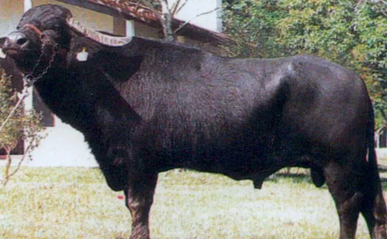 Fotografía Fazenda Santo Anjo Figura 9 Búfalo de tres años raza - фото 16