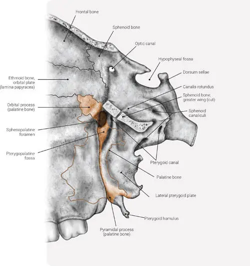 FIG 16 The pterygopalatine fossa after removal of the zygomatic bone greater - фото 10