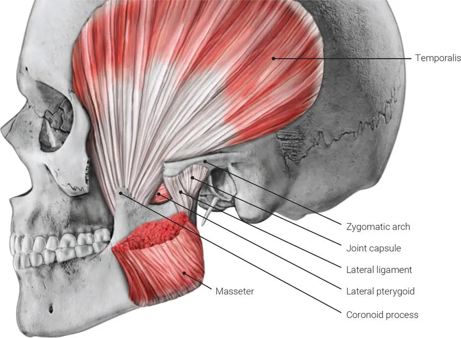 FIG 26 Lateral view of insertion of the temporalis muscle FIG 27 Lateral - фото 25