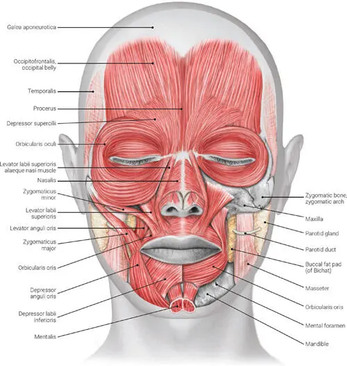 FIG 21 Anterior view of the muscles of facial expression FIG 22 Anterior - фото 20