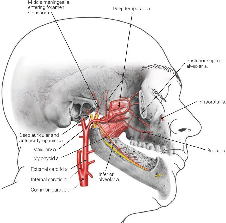 FIG 13 The course of the maxillary artery aartery aaarteries Part I or - фото 7