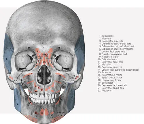 FIG 22 Anterior view of insertion of the muscles of facial expression in red - фото 21