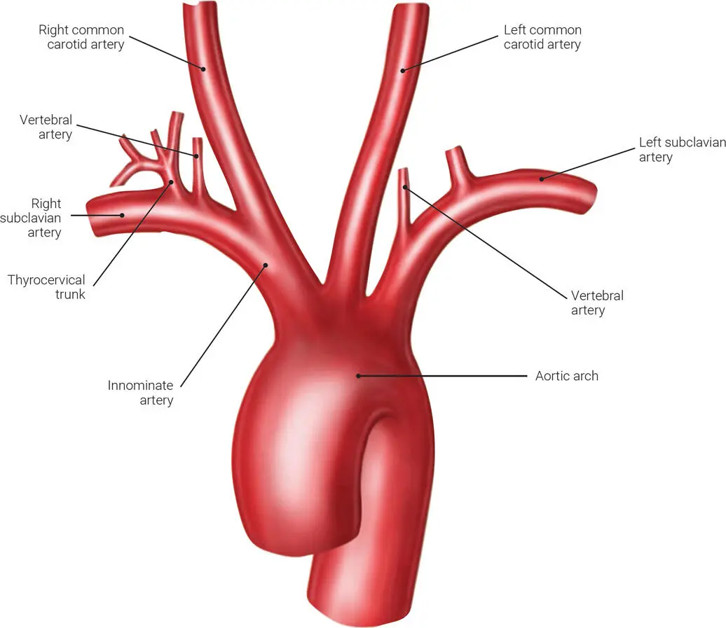 FIG 11 The main branches of the aortic arch FIG 12 The main branches of the - фото 5