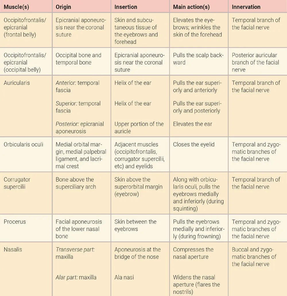FIG 21 Anterior view of the muscles of facial expression - фото 18