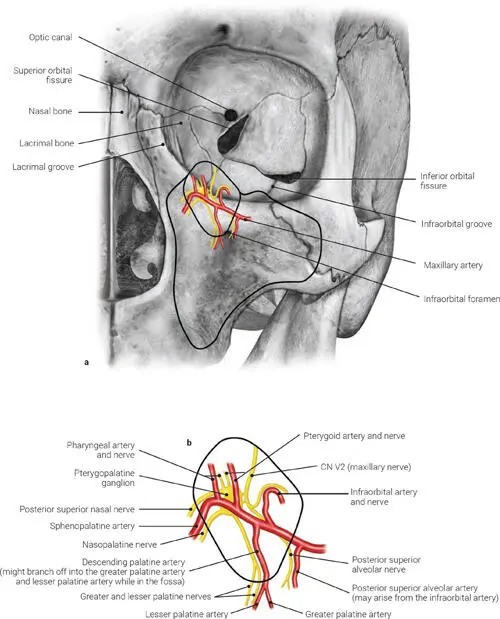 FIG 18 a and b The branching pattern of the maxillary artery in its - фото 12