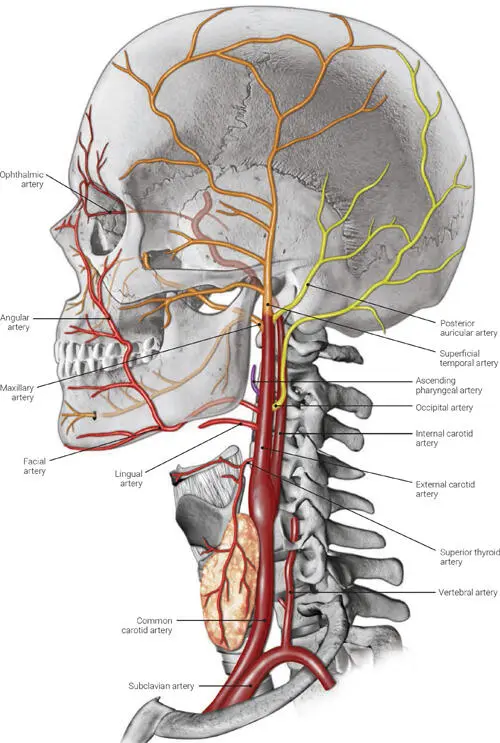 FIG 12 The main branches of the external carotid artery Three anterior - фото 6