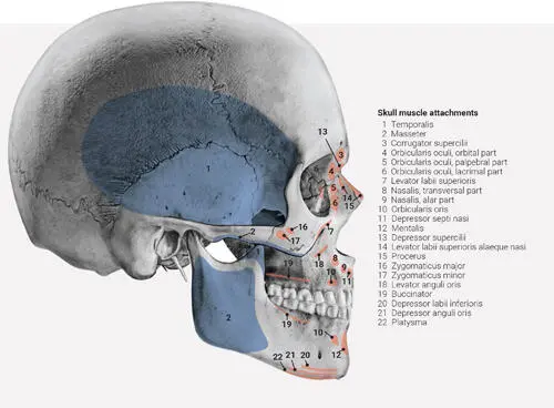 FIG 24 Lateral view of insertion of the muscles of facial expression in red - фото 23