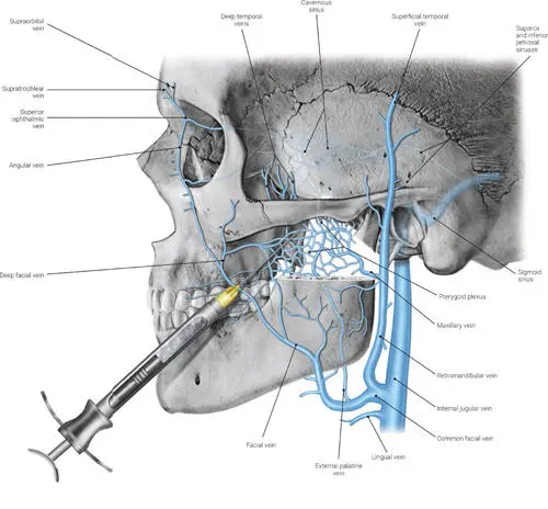 FIG 19 Pterygoid venous plexus Trigeminal Nerve The 12 cranial nerves - фото 13
