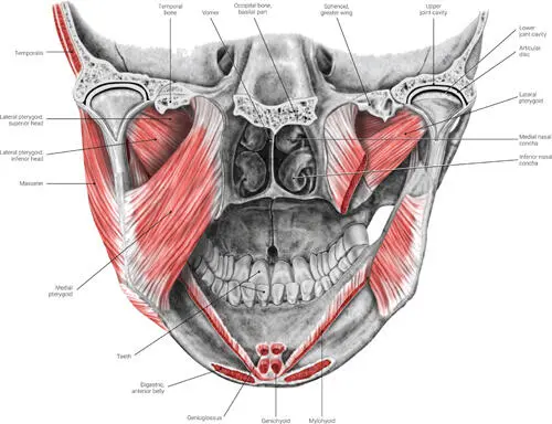 FIG 29 Posterior view of insertion of the lateral and medial pterygoid - фото 28