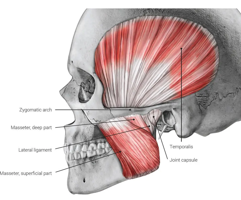 FIG 25 Lateral view of insertion of the masseter muscle FIG 26 Lateral view - фото 24