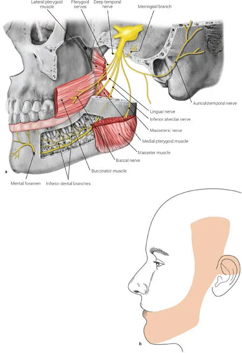 FIG 112 a The mandibular nerve b Region of skin supplied by the - фото 17