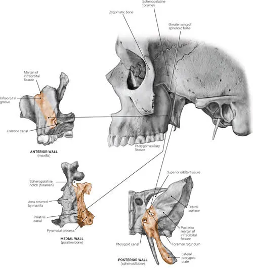 FIG 15 The anterior medial and posterior bony walls of the left - фото 9