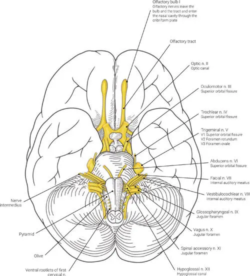 FIG 110 The origin of the cranial nerves as seen from an inferior aspect of - фото 14