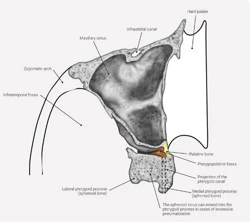 FIG 17 Horizontal section of the pterygopalatine fossa at the level of the - фото 11