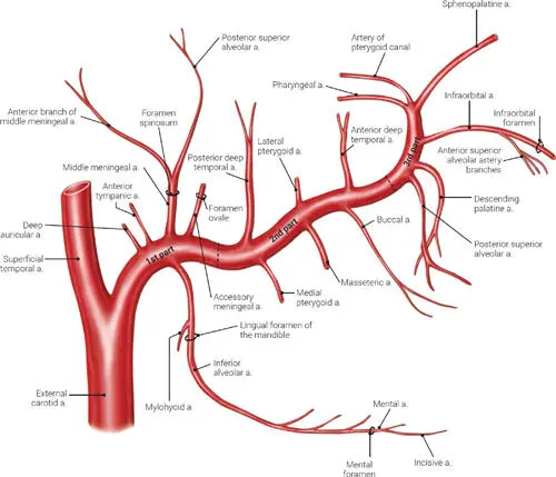 FIG 14 The distribution of all three parts of the maxillary artery aartery - фото 8