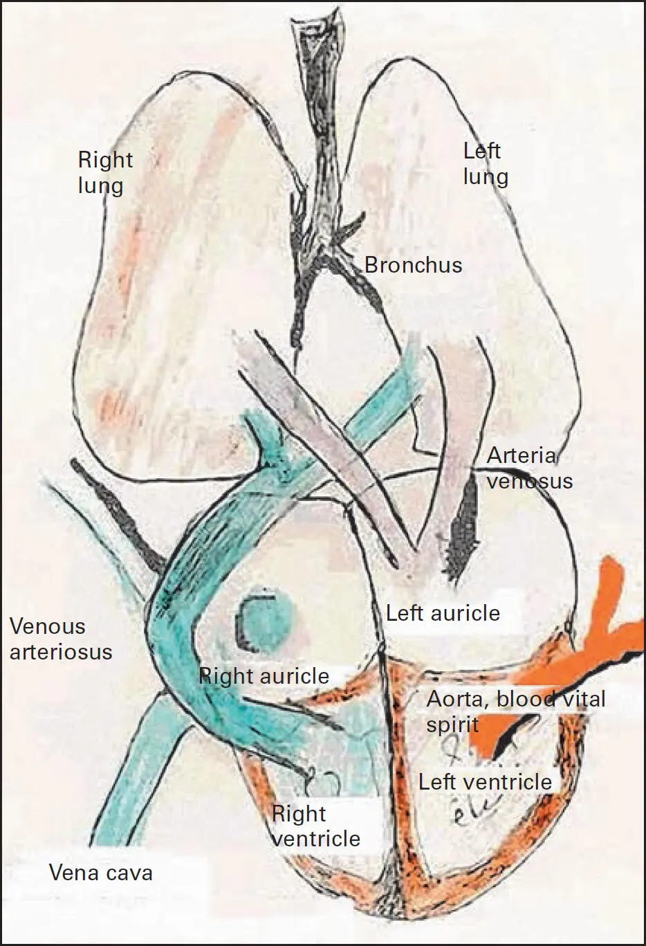 The pulmonary circulation of the blood according to Ibn alNafis A page from - фото 3