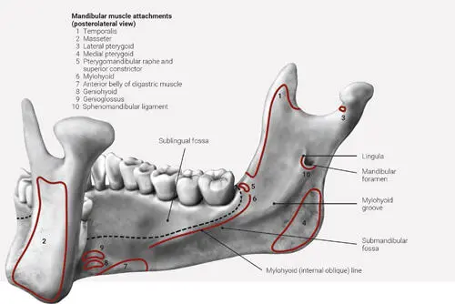 FIG 210 Muscle insertion on the internal surface of the mandible The dotted - фото 29