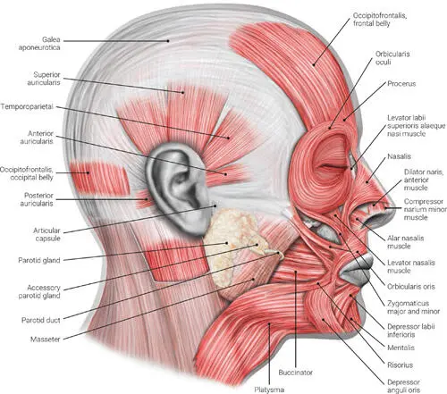 FIG 23 Lateral view of the muscles of facial expression FIG 24 Lateral view - фото 22
