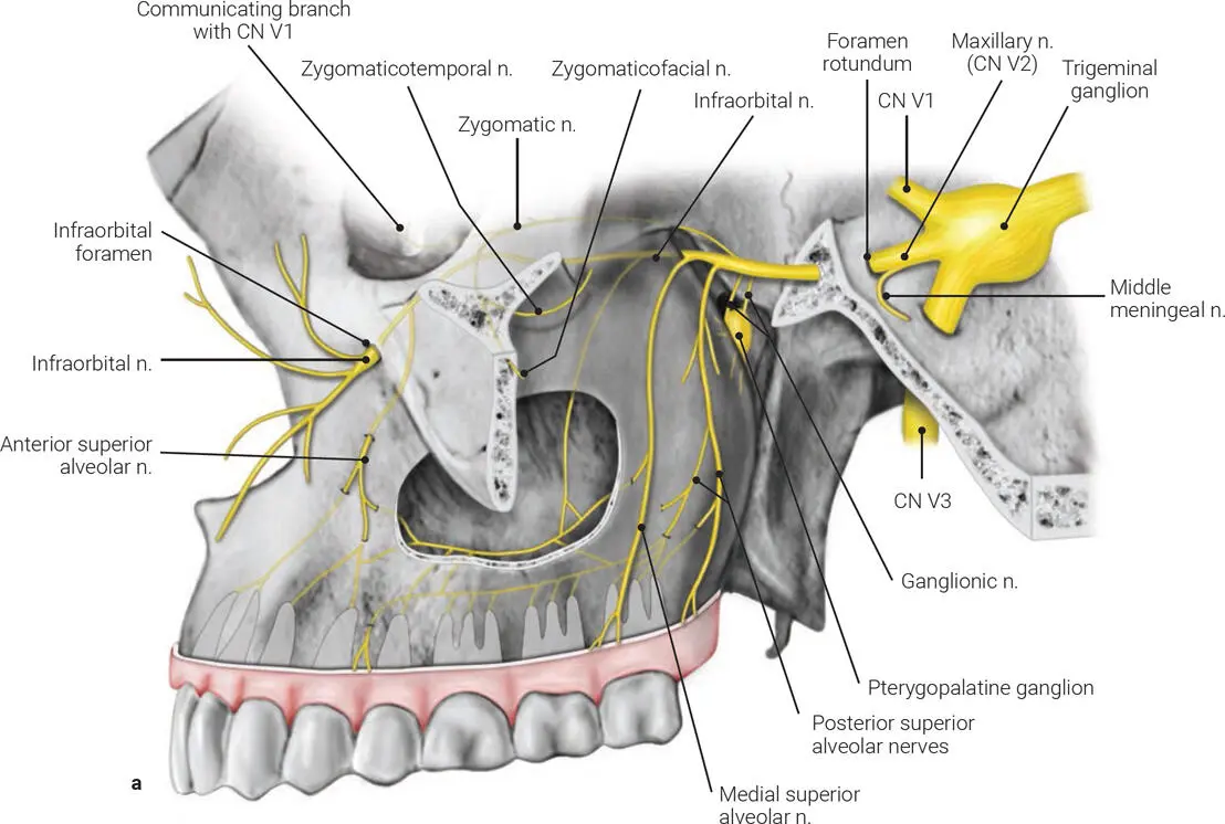 FIG 111 a The maxillary nerve nnerve CN V1ophthalmic nerve CN - фото 15