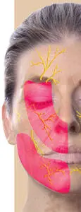 2 Anesthesia for Dermal Filler Injections In facial esthetics as in dentistry - фото 13