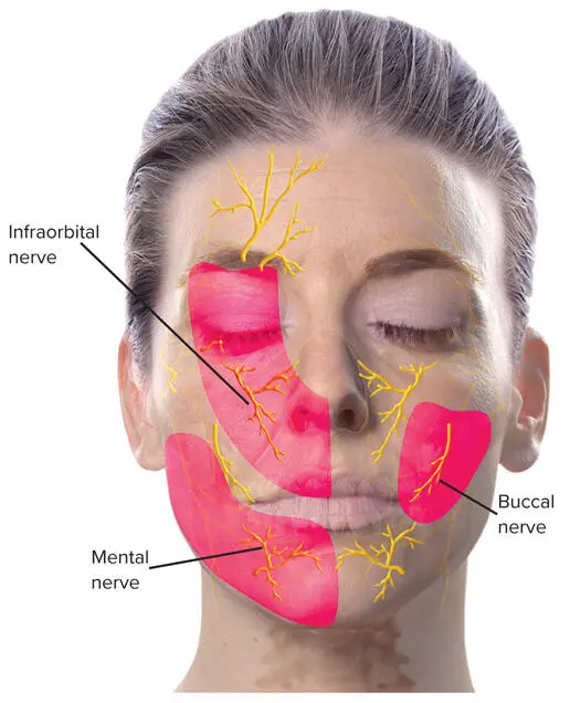 FIG 26Sensory nerves of the face As most dentists know the distal portion of - фото 20