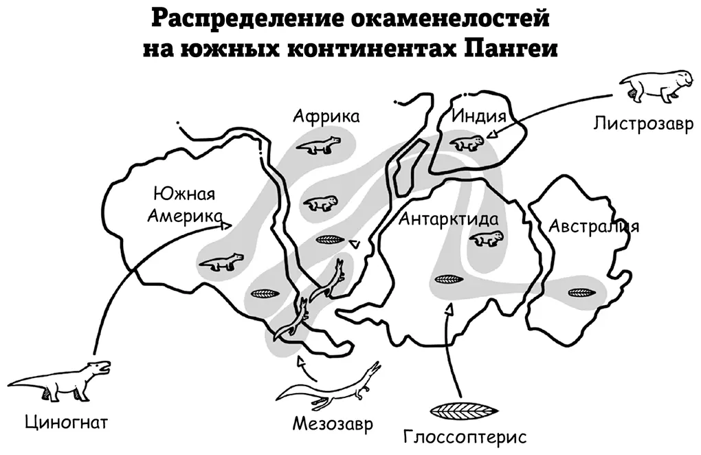 В 1912 году Альфред Вегенер выдвинул теорию континентального дрейфа в - фото 14