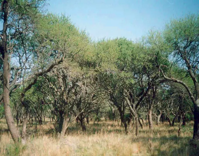 La lengua ágrafa que utilizaban los ranqueles para llamar a su lugar Mamul Mapu - фото 2