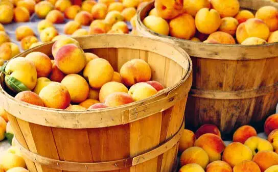 Obst Ganze zerkleinerte oder pürierte Früchte oder reiner Fruchtsaft Aufgrund - фото 7